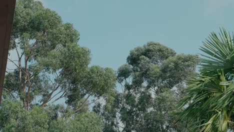 lush green trees with tall eucalyptus and palm leaves under a clear blue sky