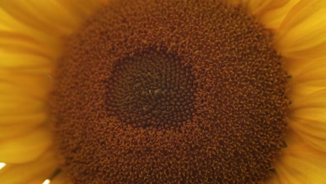 Sunflower-blossoms-in-close-up-evening-golden-hour-light