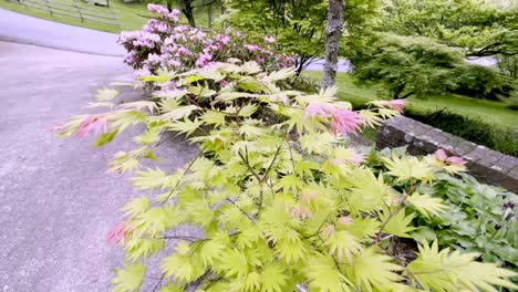 acer shirasuwanum japanese maple moonrise