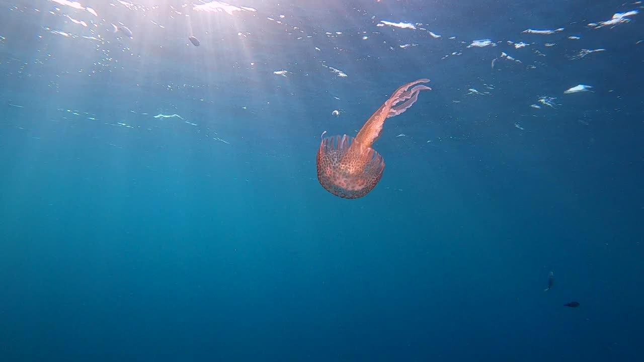 펠라기아과(pelagiidae)의 물속에서 헤엄치는 펠라기아 녹틸루카 해파리(pelagia noctiluca jellyfish)는 현재 이 속에서 유일하게 알려진 종입니다.