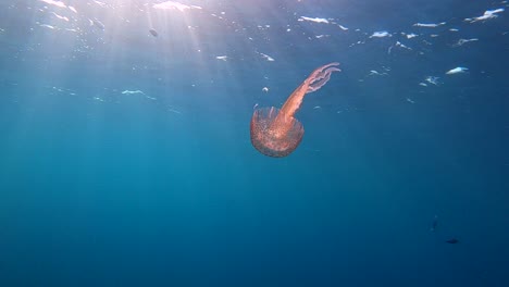 pelagia noctiluca jellyfish swimming underwater of the family pelagiidae and the only currently recognized species in its genus