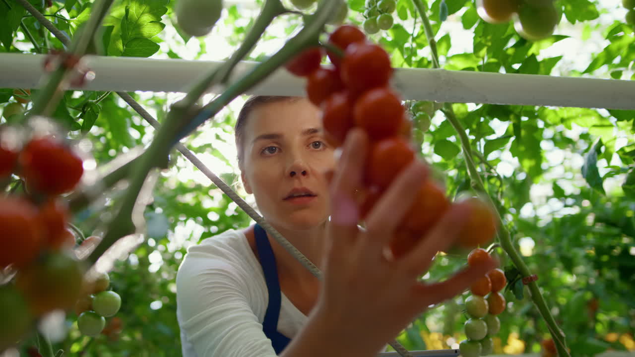 태블릿 초상화 를 가진 온실 에서 토마토 생산 을 확인 하는 여성 농학자