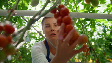 mujer agrónoma comprobando la producción de tomates en el invernadero con retrato de tableta