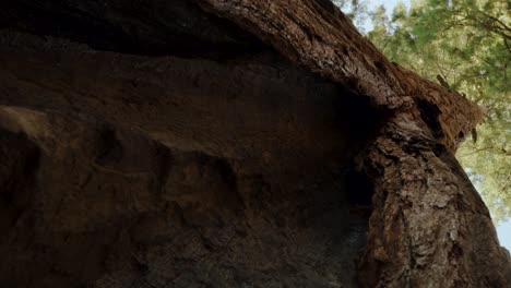 Enorme-árbol-Gigante-De-Secuoya-De-Secoya-Natural