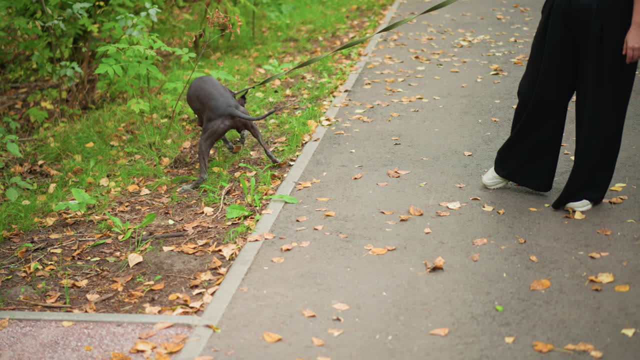 Dog Examines Surroundings, Female Dog Explores Along Sidewalk, Dog With Slack Leash Inspects Ground Beneath Autumn Foliage, Female Canine Sniffs At Fallen Leaves Beside Curb With Attentive Focus