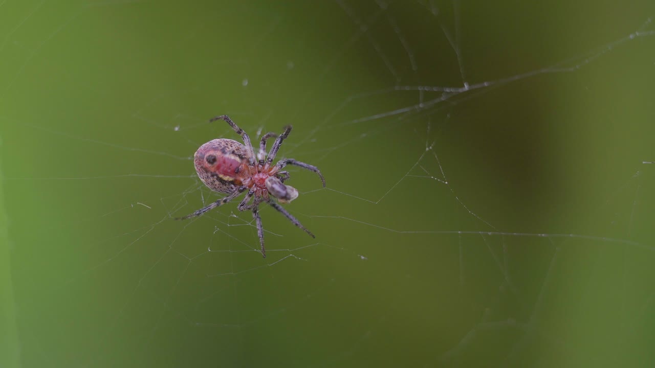 primer plano de una araña versicolor alpaida alimentándose de su web