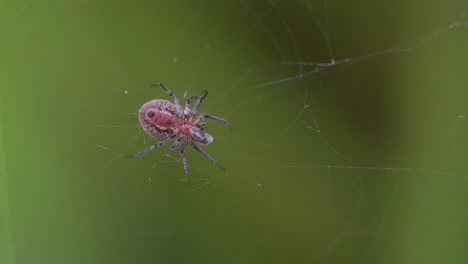 closeup of an alpaida versicolor spider feeding on her web