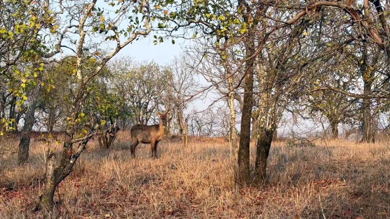 buco acuático macho (kobus ellipsiprymnus) en la sabana durante la estación seca en la reserva de vida silvestre de majete. malawi.