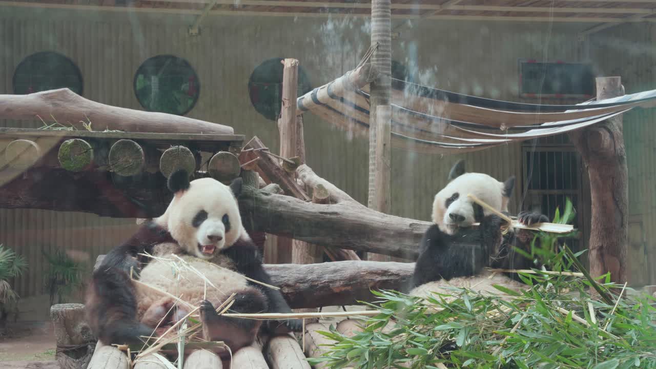 Polocelkový záběr dvou pand velkých sedících na kládách a žvýkajících bambus uvnitř výběhu zoo Chongqing s dřevěnými konstrukcemi a měkkým ambientním světlem.