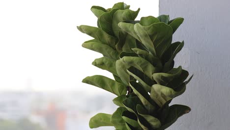 planta de higo de hoja de violín de interior junto a una ventana