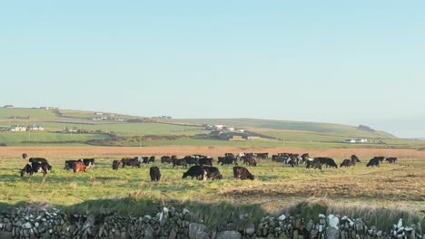 Rinder-Grasen-An-Einem-Frühen-Morgen-Im-Küstengebiet-Irlands