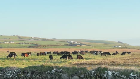 cattle grazing on an early morning in coastal area ireland