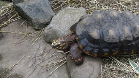 sulcata tortoise meduim shot