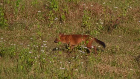 Perro-Silbante-Cuon-Alpinus-Visto-Corriendo-Hacia-La-Izquierda-Y-Se-Detiene-En-El-Parque-Nacional-Khao-Yai,-Tailandia