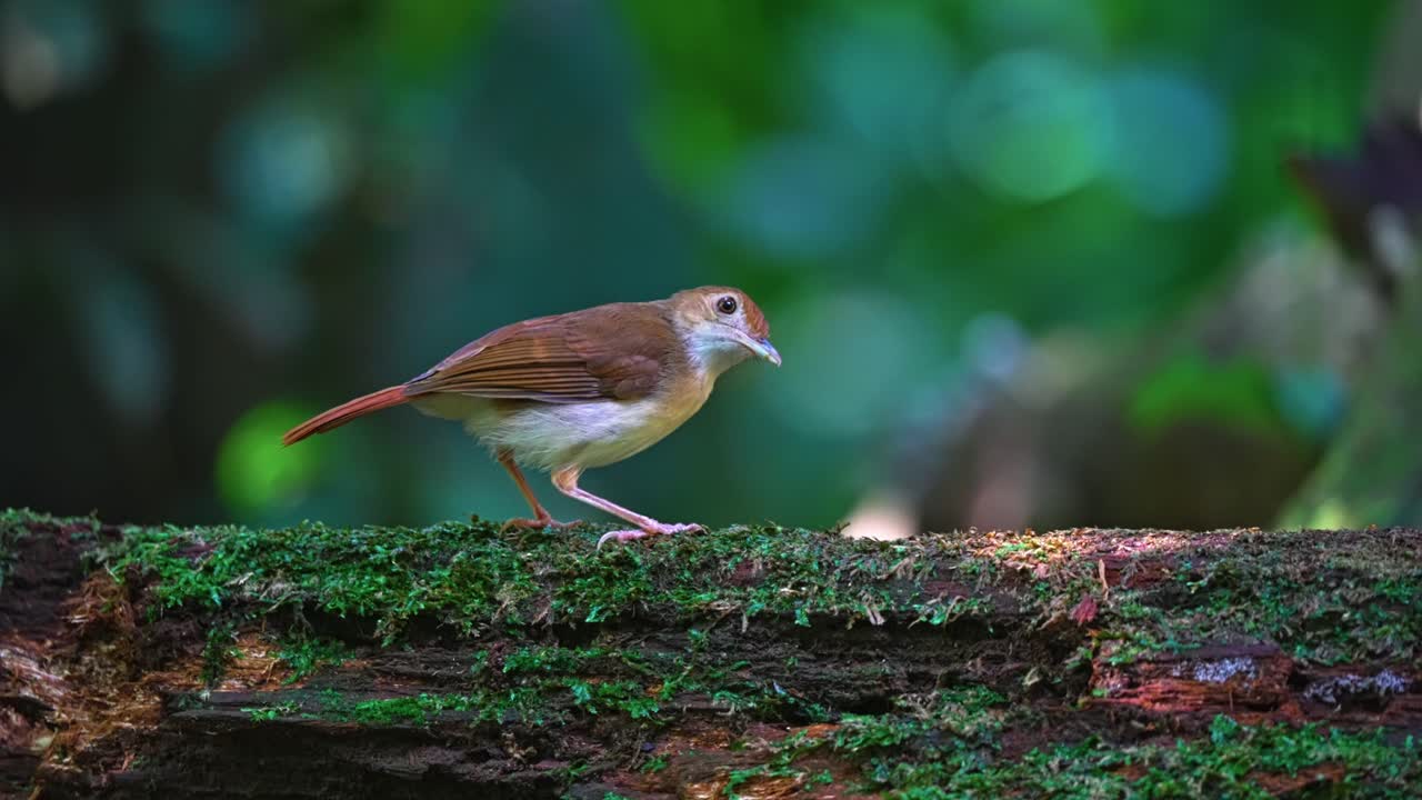 Feeding Ferruginous Babbler Bird Species In Subtropical Natural Habitat. Selective Focus Shot