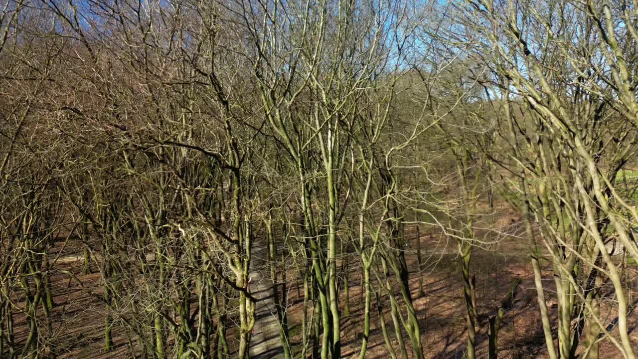 네덜란드 의 호게 벨루베 국립 공원 에 있는 잎 없는 나무 들 에 내려가는 것