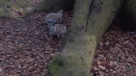 Curious-woodland-squirrels-foraging-and-eating-nuts-in-Autumn-forest-park-slow-motion-chasing