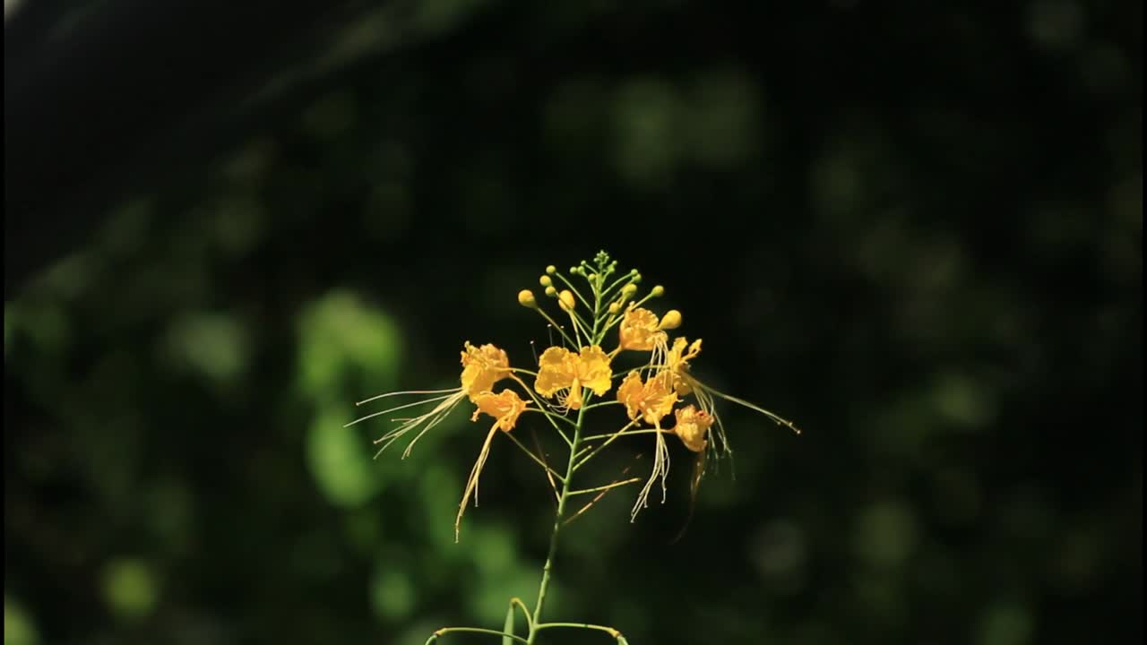 Fiore giallo brillante nella natura