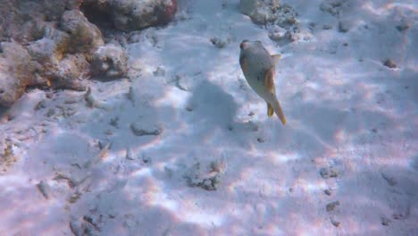 puffer fish close-up shallow depth of field