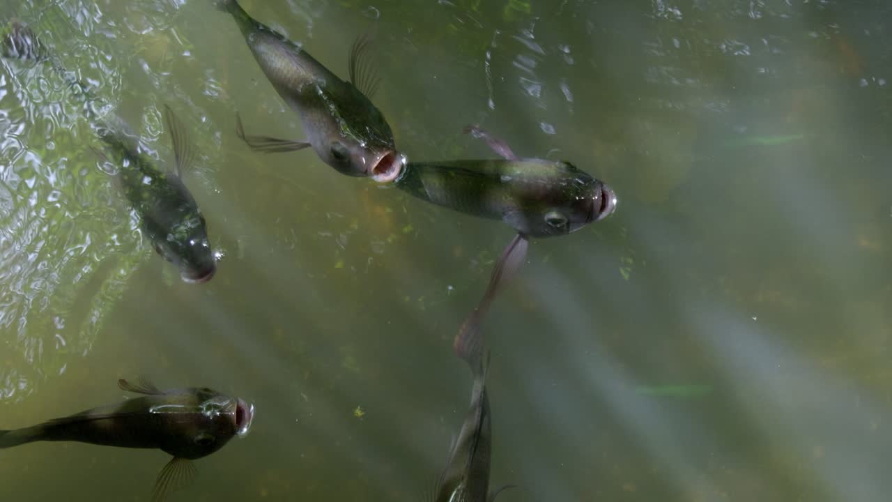 Observe fish gracefully swimming in a serene freshwater stream showcasing the beauty of aquatic life.