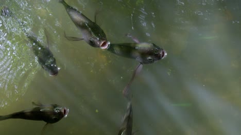 observe fish gracefully swimming in a serene freshwater stream showcasing the beauty of aquatic life.