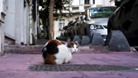 Cat-with-man-in-the-streets-of-Istanbul,-Turkey