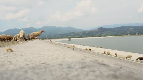 group of sheeps eating grass with the mountain and water basin background. astonishing pastoral scenery with herd of domestic animals at highland.