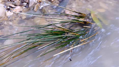 Clump-of-grass-plants-growing-in-the-shallow-margins-of-fast-flowing-freshwater-stream-in-the-wilderness