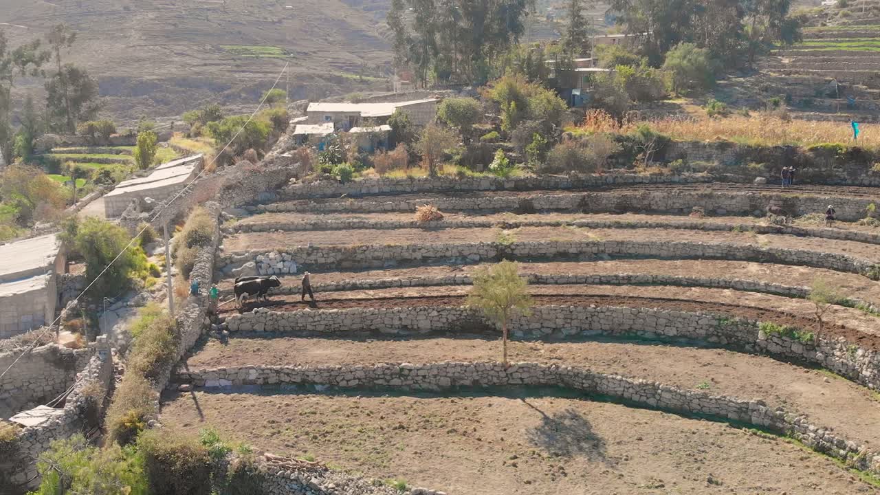 야나키와 황소, 아레키파 페루에 의한 파종의 공중 촬영, 해당 지역에서 여전히 유지되는 전통