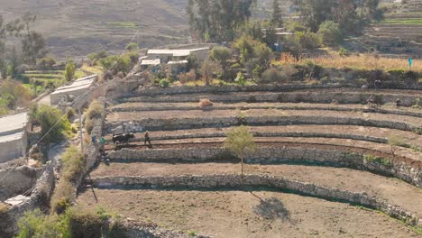 Aerial-shot-of-sowing-by-Yanaquihua-bulls,-Arequipa-Peru,-a-tradition-that-is-still-maintained-in-said-locality