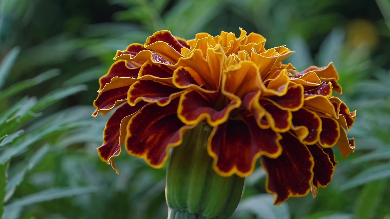 Primo piano di un fiore di calendula giallo e rosso con goccioline d'acqua