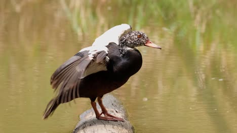 White-winged-Duck,-Asarcornis-scutulata,-Thailand