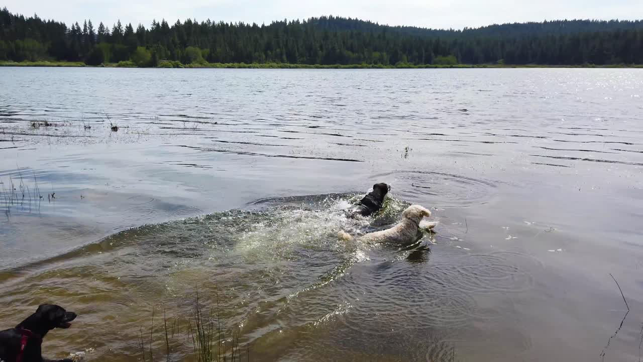세 마리의 개는 슬로우 모션으로 막대기를 회수하거나 추적하기 위해 호수 물에서 놀고 있습니다 1