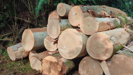 pile of freshly cut logs in a forest