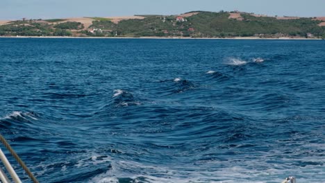 two dolphins breaching in the blue sea