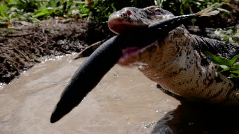 lagarto monitor de cerca comiendo un pescado