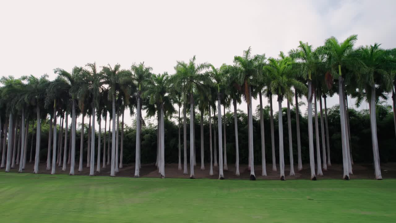 las filas de palmeras en la encantadora península de papagayo muestran la impresionante belleza natural de costa rica.