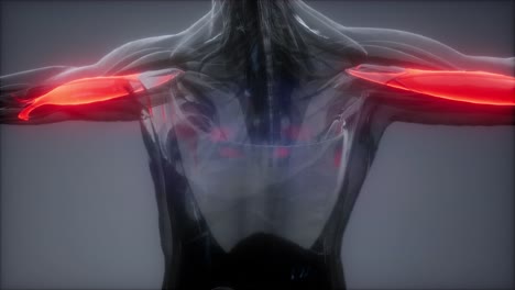 bíceps - mapa de la anatomía muscular visible
