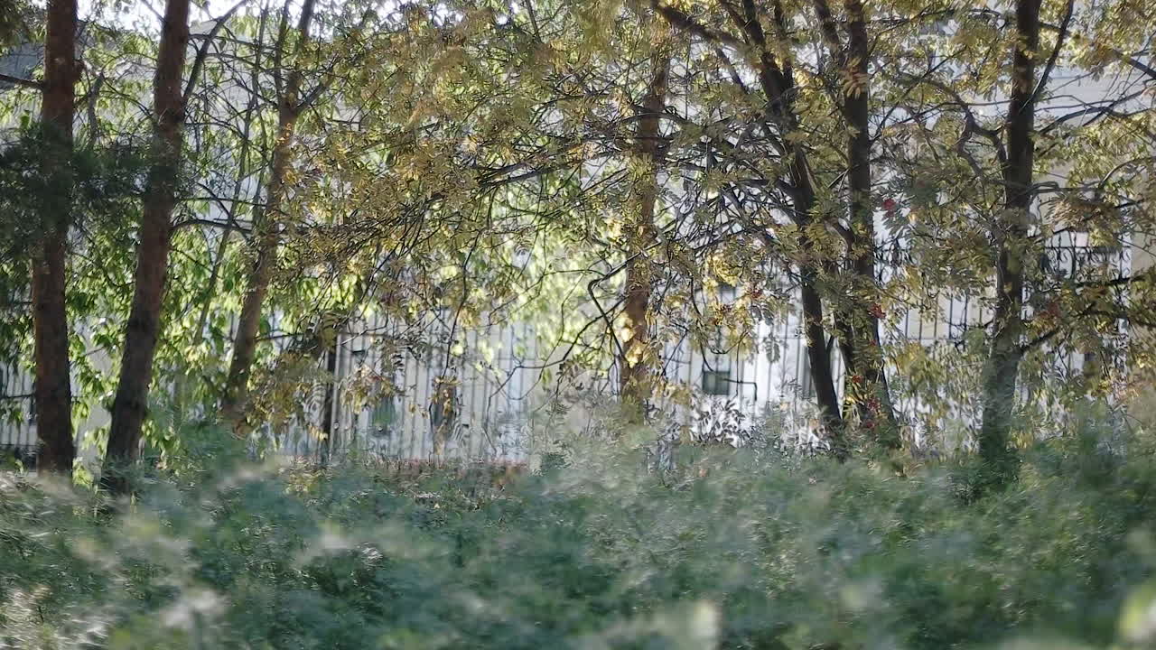 울창 한 초록색 식물 이 있는 공원 장면