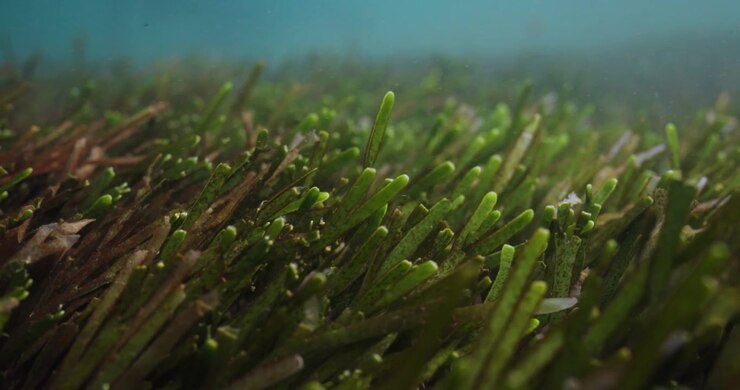 Ripresa ravvicinata di un prato di posidonia verde che ondeggia nella corrente dell'oceano limpido