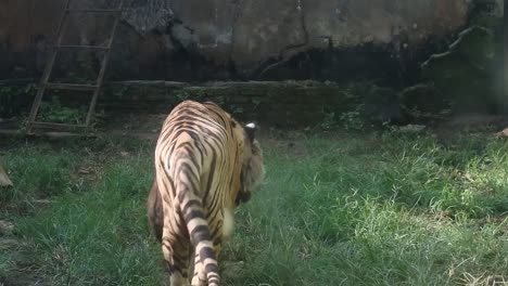 tiger walking slowly in his cage at semarang zoo, central java, indonesia