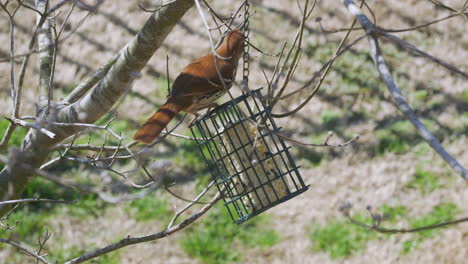 brown thrasher eating at a suet bird-feeder during late-winter in south carolina