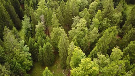 Top-view-of-some-fir-trees,-aerial-shot,-swiss-alps