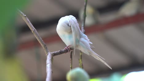 unique rare white albino parakeet spotted perching on the tree branch, beautiful budgerigar, melopsittacus undulatus preening and grooming its special feathers