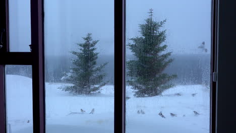 Los-Pájaros-Encuentran-Comida-En-Una-Tormenta-De-Nieve-Ventosa,-Ven-A-Través-De-La-Ventana