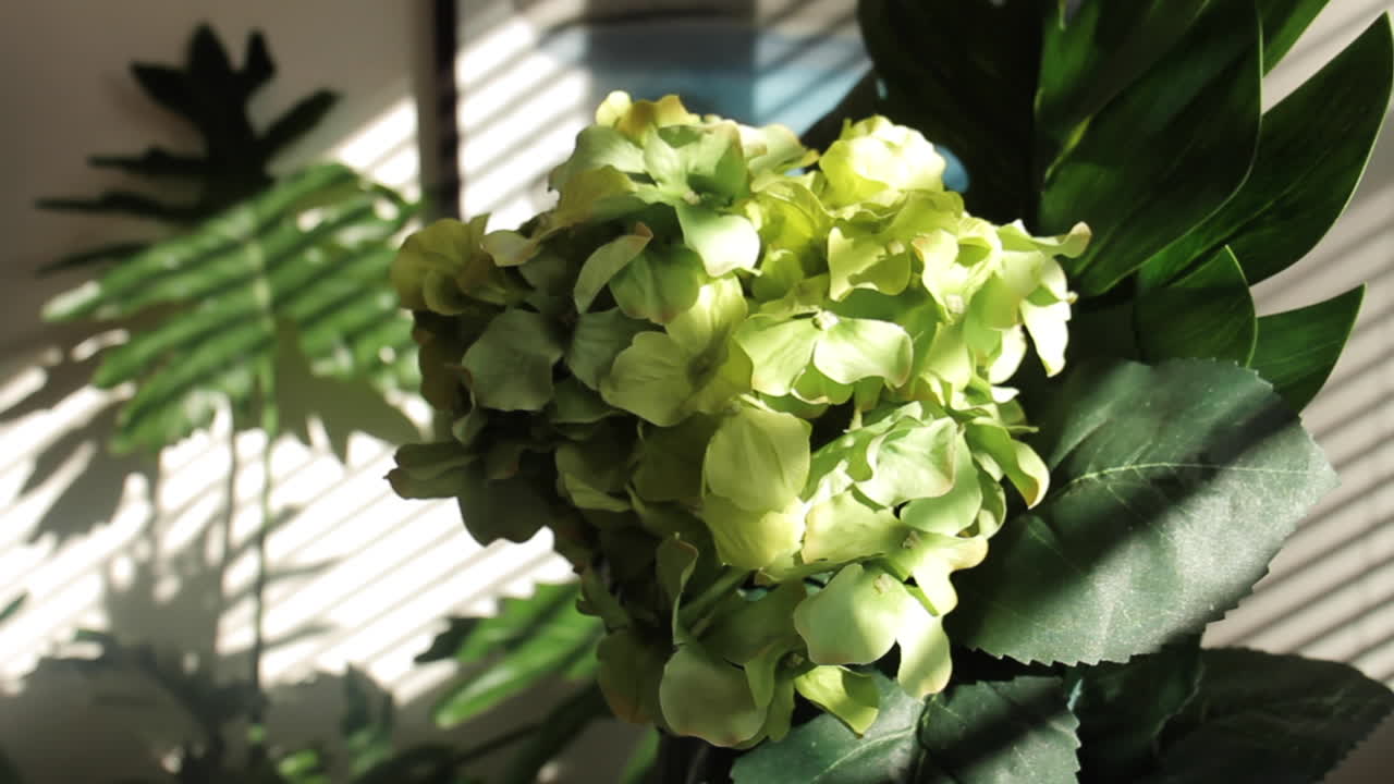 Close-up of a green hydrangea