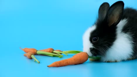 el conejo esponjoso come zanahorias.