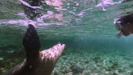 Beautiful-sea-lion-swimming-underwater-with-tourists-during-holiday-trip