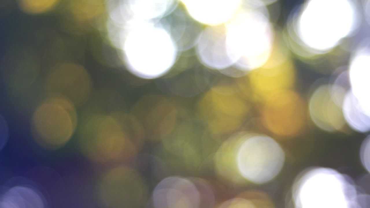 4k imágenes bokeh fondo del árbol