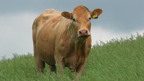 A-cow-grazes-in-a-green-field-with-dark-clouds-in-distance